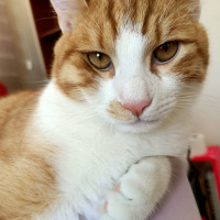 Sarman, Kedi  Dişsiz fotoğrafı