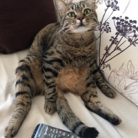 Tekir Kedi, Kedi  Zeze fotoğrafı