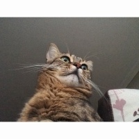 Tekir Kedi, Kedi  Zeze fotoğrafı