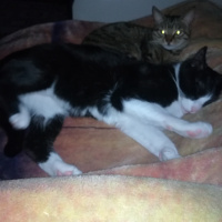 Tekir Kedi, Kedi  Çaki ve Duman fotoğrafı