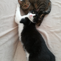 Tekir Kedi, Kedi  Çaki ve Duman fotoğrafı