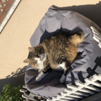 Norwegian Forest, Kedi  Gezgin fotoğrafı