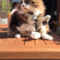 Norwegian Forest, Kedi  Gezgin fotoğrafı