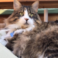 Norwegian Forest, Kedi  Gezgin fotoğrafı