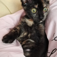 Tekir Kedi, Kedi  Lokum fotoğrafı