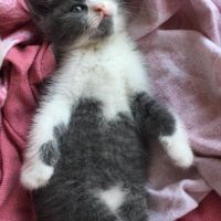 British Shorthair, Kedi  Lora fotoğrafı