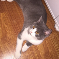 British Shorthair, Kedi  Lora fotoğrafı