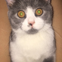 British Shorthair, Kedi  Lora fotoğrafı