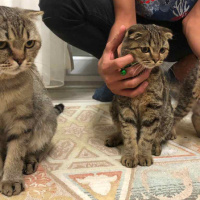 British Shorthair, Kedi  Lora fotoğrafı