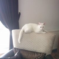 Ankara Kedisi, Kedi  Mia fotoğrafı