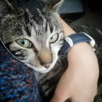 Tekir Kedi, Kedi  ceylan fotoğrafı
