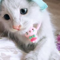 Van Kedisi, Kedi  Sütlü fotoğrafı