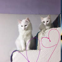 Van Kedisi, Kedi  Sütlü fotoğrafı