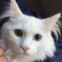Van Kedisi, Kedi  Sütlü fotoğrafı