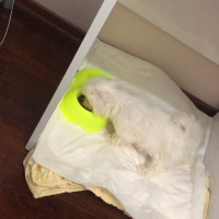 Maltese, Köpek  Casper fotoğrafı