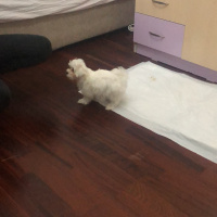 Maltese, Köpek  Casper fotoğrafı