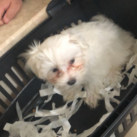 Maltese, Köpek  Casper fotoğrafı