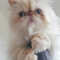 İran Kedisi (Persian), Kedi  Matilda fotoğrafı