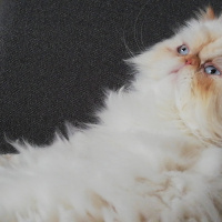 İran Kedisi (Persian), Kedi  Matilda fotoğrafı