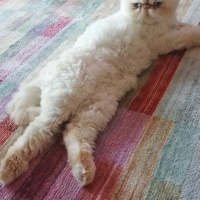 İran Kedisi (Persian), Kedi  Matilda fotoğrafı
