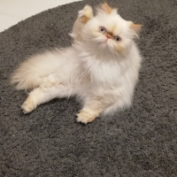 İran Kedisi (Persian), Kedi  Matilda fotoğrafı