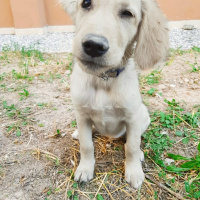 Golden Retriever, Köpek  Vega fotoğrafı