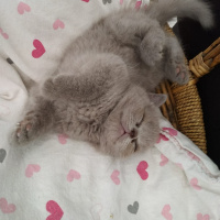 British Shorthair, Kedi  paşa fotoğrafı
