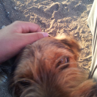 Yorkshire Terrier, Köpek  Çiko fotoğrafı