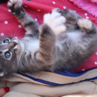 Tekir Kedi, Kedi  Isaac fotoğrafı