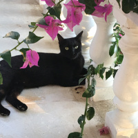 Tekir Kedi, Kedi  Karakız fotoğrafı