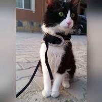 Tuxedo (Smokin) Kedi, Kedi  Asil fotoğrafı