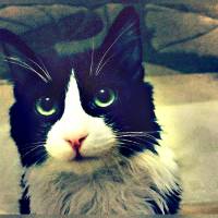 Tuxedo (Smokin) Kedi, Kedi  Asil fotoğrafı