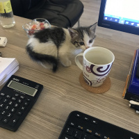 Tekir Kedi, Kedi  Yavru1 fotoğrafı