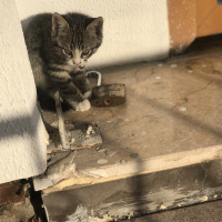Tekir Kedi, Kedi  Yavru 2 fotoğrafı