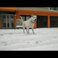 Akbaş, Köpek  Berry fotoğrafı