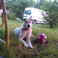 Akbaş, Köpek  Berry fotoğrafı