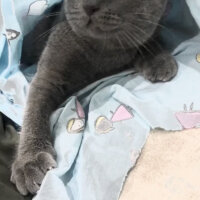 Scottish Fold, Kedi  Lodos fotoğrafı