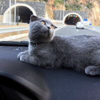 Scottish Fold, Kedi  Lodos fotoğrafı