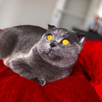 Scottish Fold, Kedi  Lodos fotoğrafı