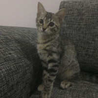 Tekir Kedi, Kedi  İsimsiz fotoğrafı