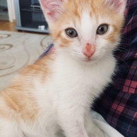 Tekir Kedi, Kedi  Hulusi fotoğrafı