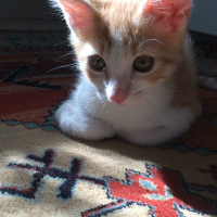 Tekir Kedi, Kedi  Hulusi fotoğrafı