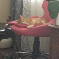 Sarman, Kedi  Efe fotoğrafı