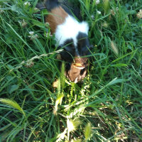 Guinea Pig, Kemirgen  Gülistan fotoğrafı