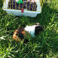 Guinea Pig, Kemirgen  Gülistan fotoğrafı