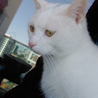 Ankara Kedisi, Kedi  Snow fotoğrafı
