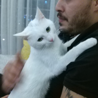 Ankara Kedisi, Kedi  Snow fotoğrafı