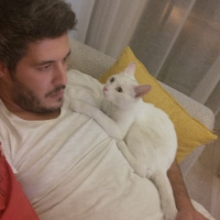 Ankara Kedisi, Kedi  Snow fotoğrafı