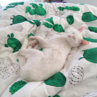 Ankara Kedisi, Kedi  Snow fotoğrafı