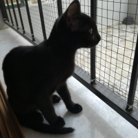 Tekir Kedi, Kedi  Dark fotoğrafı